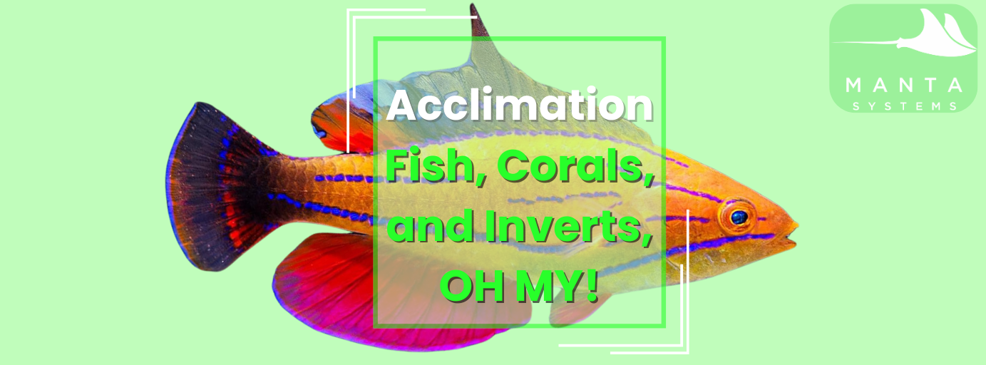 Let's Dive into Learning Acclimation!