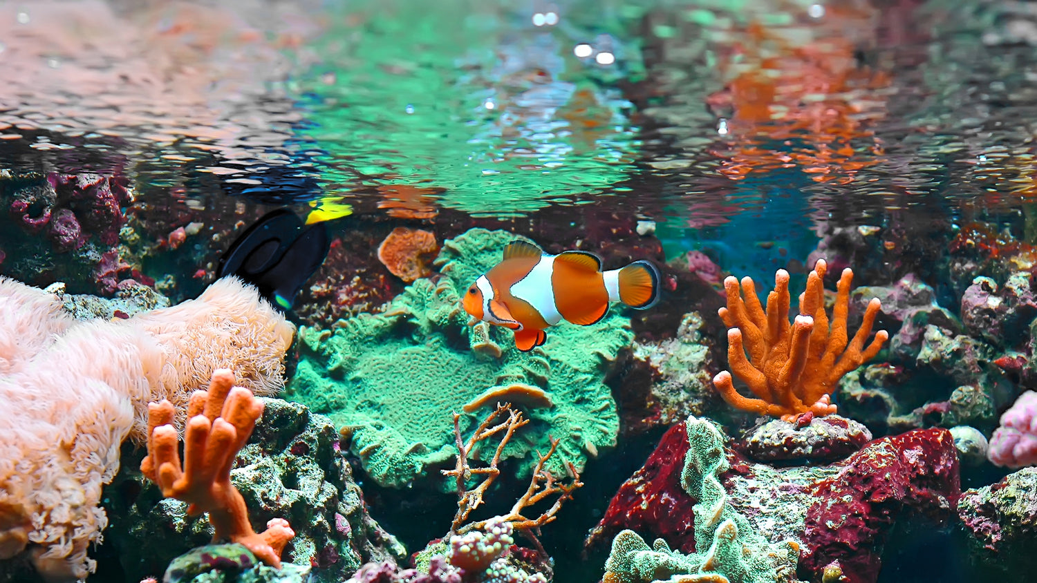 A saltwater fish tank with a clownfish shown to represent Tamara Marshall's, the host of the Tides of Business Podcast, professional and personal background.