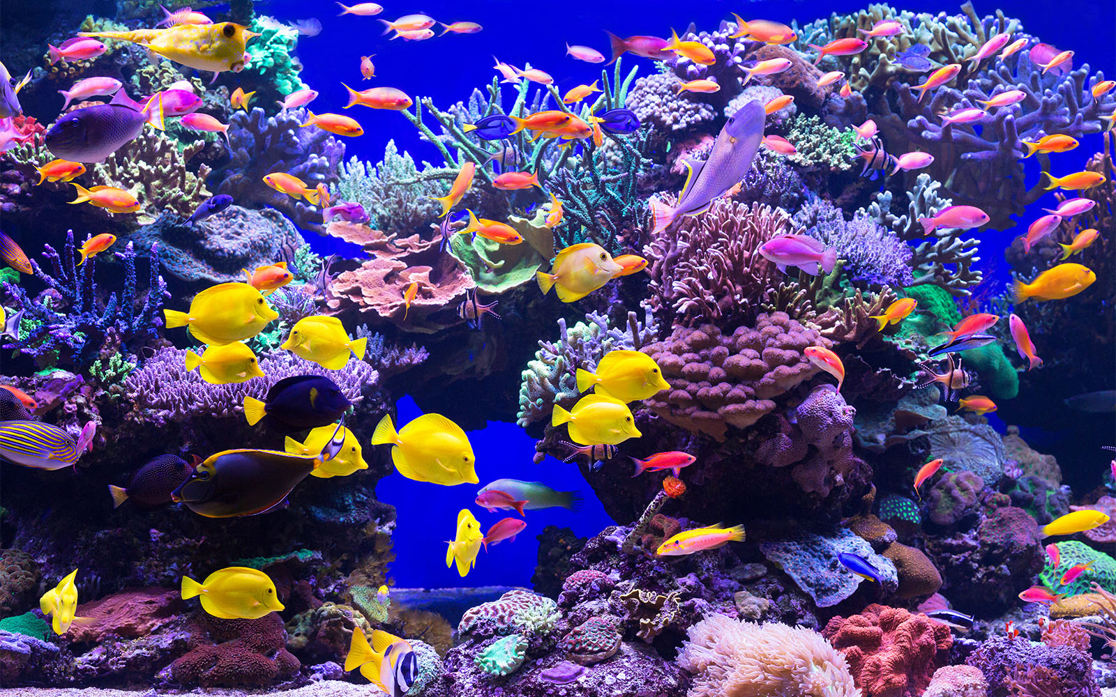 Vibrant saltwater fish tank